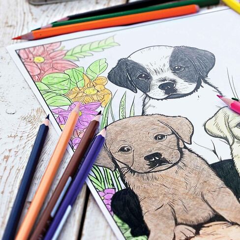 Kitty Colors Colored Pencils & Coloring Pages for Cat Lovers | Gift Set of 12 Cat Themed Colored Pencils with Funny Foil-Stamped Names Plus 10 Fun Coloring Pages in Kuwait