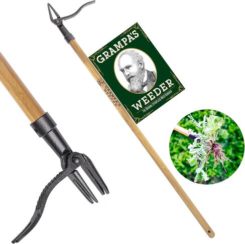 GRAMPA'S WEEDER - أداة مستحضر الأعشاب الأصلية مع مقبض طويل - مصنوع من تصميم رأس من الخيزران الحقيقي و 4 مخلب - إزالة الأعشاب الضارة دون الانحناء أو السحب أو الركوع. in Saudi Arabia