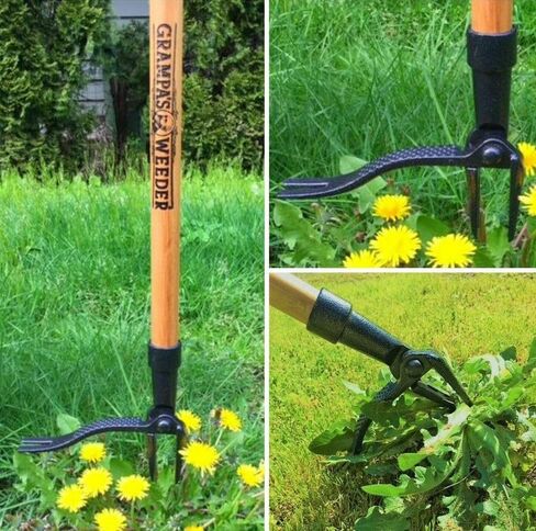 GRAMPA'S WEEDER - أداة مستحضر الأعشاب الأصلية مع مقبض طويل - مصنوع من تصميم رأس من الخيزران الحقيقي و 4 مخلب - إزالة الأعشاب الضارة دون الانحناء أو السحب أو الركوع. in Saudi Arabia
