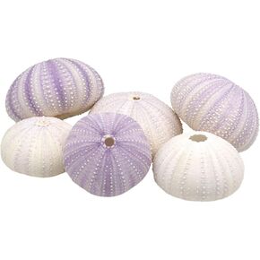 CYS EXCEL مزيج من الأصداف البحرية لقنفذ البحر باللون الأرجواني والأبيض (حوالي 2 بوصة) (6 قطع) | خيارات متعددة الألوان لنباتات قنديل البحر الهوائية والديكور البحري | حرف الشاطئ الساحلية وزخارف البحر in Kuwait