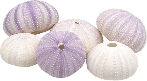 CYS EXCEL مزيج من الأصداف البحرية لقنفذ البحر باللون الأرجواني والأبيض (حوالي 2 بوصة) (6 قطع) | خيارات متعددة الألوان لنباتات قنديل البحر الهوائية والديكور البحري | حرف الشاطئ الساحلية وزخارف البحر in Kuwait