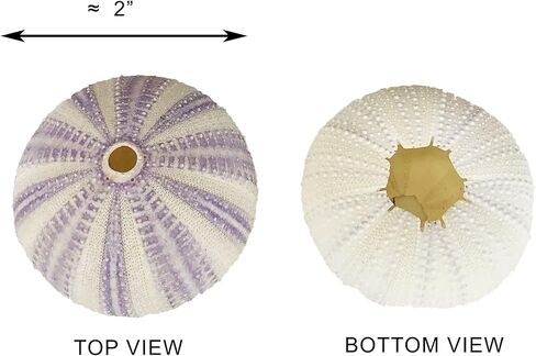 CYS EXCEL مزيج من الأصداف البحرية لقنفذ البحر باللون الأرجواني والأبيض (حوالي 2 بوصة) (6 قطع) | خيارات متعددة الألوان لنباتات قنديل البحر الهوائية والديكور البحري | حرف الشاطئ الساحلية وزخارف البحر in Kuwait
