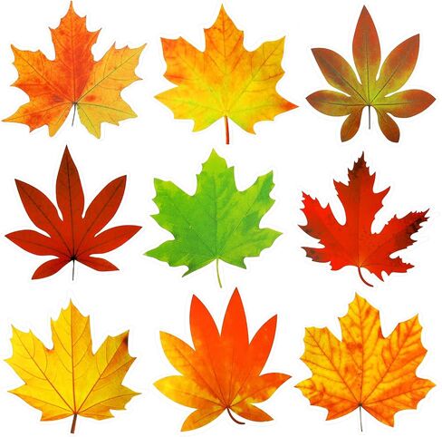 Ferraycle Thanksgiving Fall Bulletin Board Decorations Fall Leave Cutout Autumn Artificial Leaf Cutout Maple Paper Leave with Glue Point Dot for Bulletin Board Wall Decoration, 3.94 x 3.5 in (198 Pcs) in Saudi Arabia