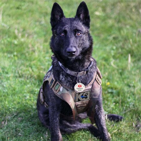 Service Dog Patch, Do Not Pet, Best Friend, in Training, Emotional Support Patch, (Medium-8 Pcs) in Saudi Arabia