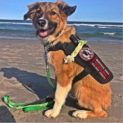 Service Dog Patch, Do Not Pet, Best Friend, in Training, Emotional Support Patch, (Medium-8 Pcs) in Saudi Arabia