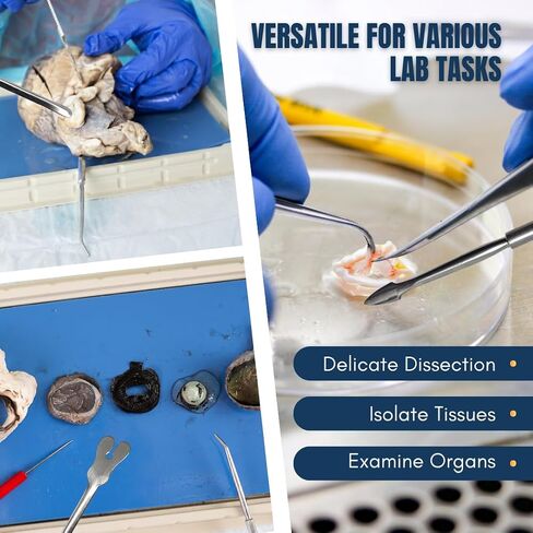 Dissecting Probe Teasing Needle Made of Stainless Steel Comes with Straight Arrow End Point for Biology Experiments School Classroom Science Labs Dissections Multipurpose Laboratory Supplies (1 Pcs) in Saudi Arabia