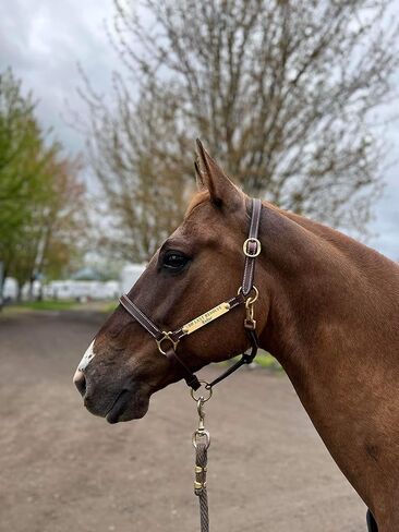 Leaders 3/4" Leather Halter for Horses with Customized Engraved Name Plate Brown Leather with Solid Brass Hardware in Saudi Arabia