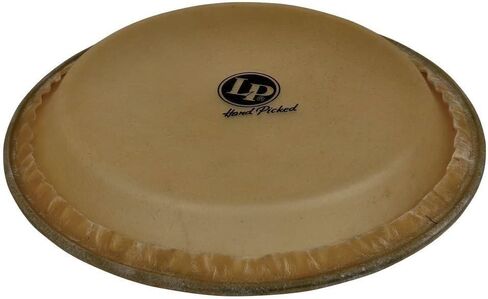 LP Conga Head (12.5) in Saudi Arabia