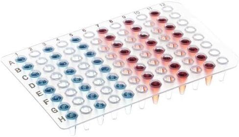 100μL 96 Well PCR Plate, Non-Skirted, A12/H12, Clear, Black Lettering, 50Pcs in Saudi Arabia