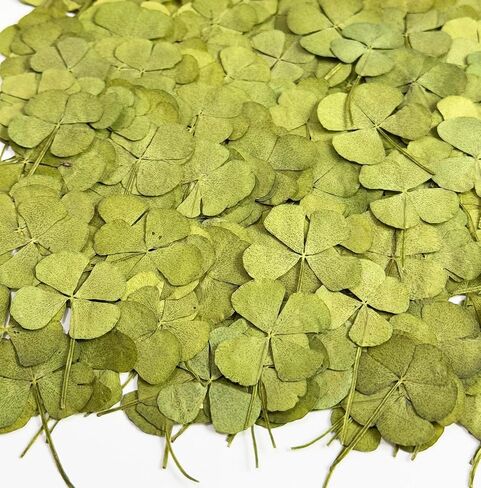 24 pcs Mini Four Leaf Clover Real Pressed Dried Flowers for Resin DIY Craft Art Floral Decors - (Size Around 1-1.5cm) in Saudi Arabia