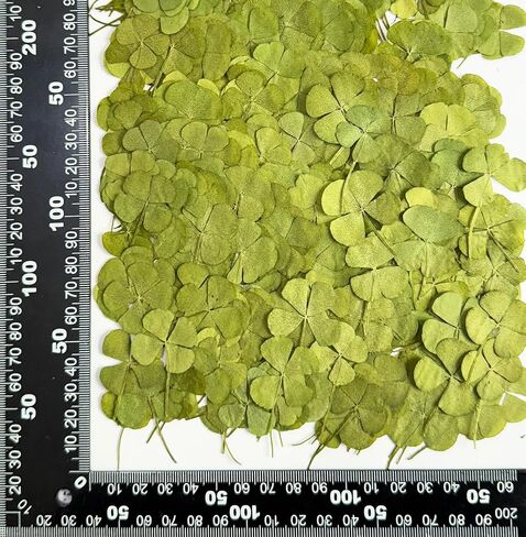 24 pcs Mini Four Leaf Clover Real Pressed Dried Flowers for Resin DIY Craft Art Floral Decors - (Size Around 1-1.5cm) in Saudi Arabia