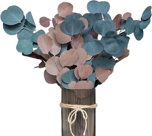 Green+Orange Large Silver Dollar Eucalyptus - Real Natural Eucalyptus, 17" Preserved Eucalyptus Branches for Shower Hanging, Bathroom Decor, Garland, Greenery Plant in Saudi Arabia