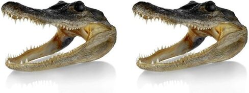 حزمة رأس Gator من 2 in Saudi Arabia