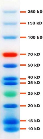 ProSignal® Full-Range Prestained Protein Ladder, 3 Color, 10 to 250 kDa, 500ul/Unit in Saudi Arabia