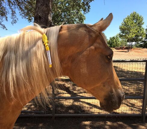 ManeStay Emergency Identification for Horses - Ideal for Natural Disasters Such as Wildfire, Hurricane, Tornado or Flood. Get Your Cell Phone to Ring. in Saudi Arabia