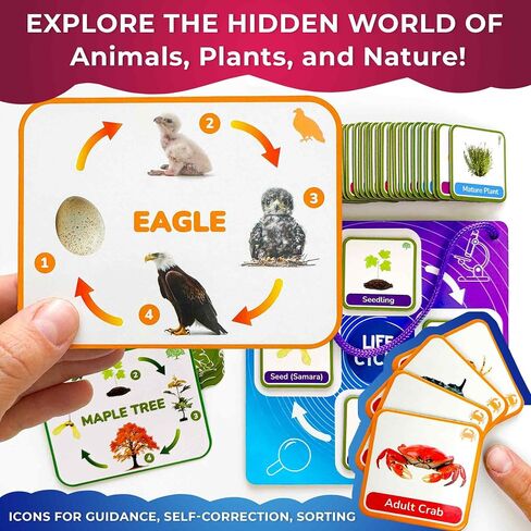 QUOKKA Life Cycle Kit Toy Montessori - 30 Flash Cards Toddler Science Activities for Kids Ages 2-4 - Prek Animal Learning Materials 3-5 - 120 Magnetic Toddler Classroom Must Haves for Preschool in Saudi Arabia