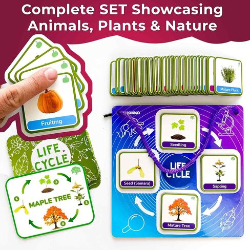 QUOKKA Life Cycle Kit Toy Montessori - 30 Flash Cards Toddler Science Activities for Kids Ages 2-4 - Prek Animal Learning Materials 3-5 - 120 Magnetic Toddler Classroom Must Haves for Preschool in Saudi Arabia