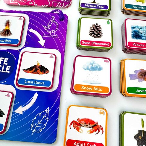 QUOKKA Life Cycle Kit Toy Montessori - 30 Flash Cards Toddler Science Activities for Kids Ages 2-4 - Prek Animal Learning Materials 3-5 - 120 Magnetic Toddler Classroom Must Haves for Preschool in Saudi Arabia