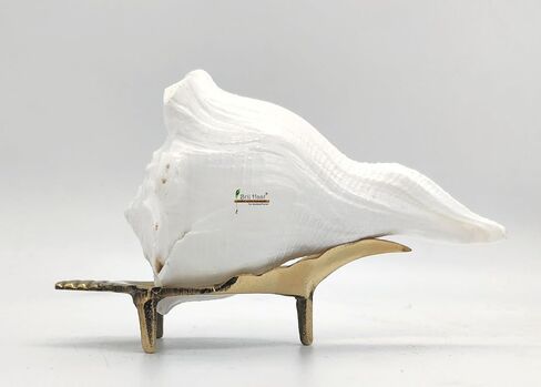 Dakshinavarti Right Handed Conch Shell, Valampuri Shankh for Hindu Puja, Religious Worship (Non-Blowing) (3 Inch) in Saudi Arabia