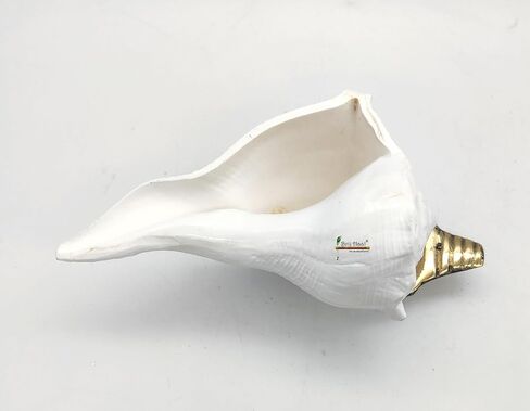 Dakshinavarti Right Handed Conch Shell, Valampuri Shankh for Hindu Puja, Religious Worship (Non-Blowing) (3 Inch) in Saudi Arabia