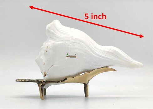 Dakshinavarti Right Handed Conch Shell, Valampuri Shankh for Hindu Puja, Religious Worship (Non-Blowing) (3 Inch) in Saudi Arabia