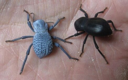 Death Death Feiging Beetle (4 لكل منهما) وسلس الموت الذي يتخلى عن الخنفساء (4 لكل منهما) حزمة التحرير والسرد - 8 Beetles - Beetles Ironclad Live - المرح والتعليمي وسهل العناية به in Kuwait