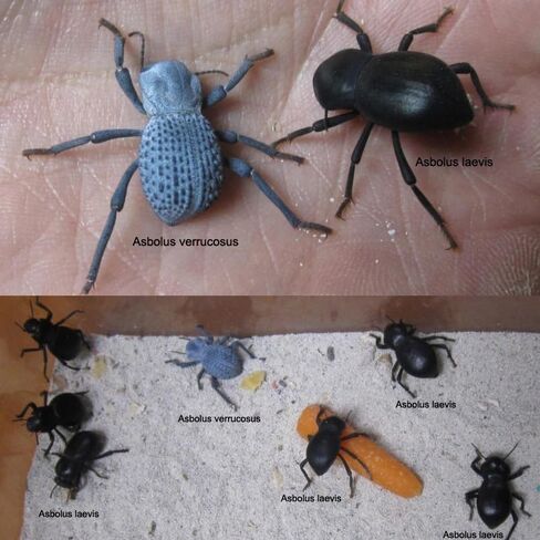 Death Death Feiging Beetle (4 لكل منهما) وسلس الموت الذي يتخلى عن الخنفساء (4 لكل منهما) حزمة التحرير والسرد - 8 Beetles - Beetles Ironclad Live - المرح والتعليمي وسهل العناية به in Kuwait