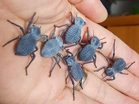 Death Death Feiging Beetle (4 لكل منهما) وسلس الموت الذي يتخلى عن الخنفساء (4 لكل منهما) حزمة التحرير والسرد - 8 Beetles - Beetles Ironclad Live - المرح والتعليمي وسهل العناية به in Kuwait