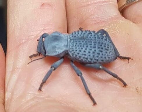 Death Death Feiging Beetle (4 لكل منهما) وسلس الموت الذي يتخلى عن الخنفساء (4 لكل منهما) حزمة التحرير والسرد - 8 Beetles - Beetles Ironclad Live - المرح والتعليمي وسهل العناية به in Kuwait