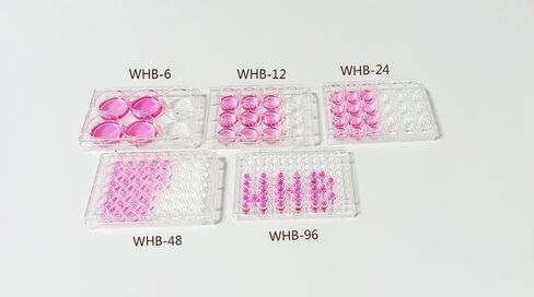 Polystyrene Cell Culture Plate, TC Treated, Flat Bottom, 48-Well, 24Pcs in Saudi Arabia