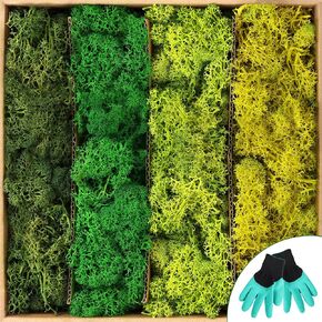 Preserved Reindeer Moss,1.8 sq. Ft Preserved Pole Moss Natural Green Moss for Art Wall Easter Table Decor (Yellow-Green)