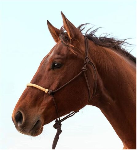 Classic Braided Rawhide Noseband Rope Halter with 8 Foot Lead Rope in Saudi Arabia