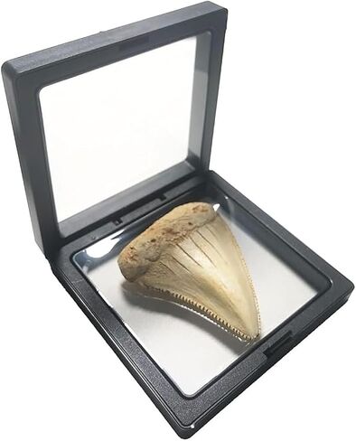 Great White Shark Tooth Replica 2.56 inch,Fake Shark Teeth Fossils Replica for Home Table Shelf Display Decor Shark Collection Gift (Great White Shark Tooth) in Kuwait