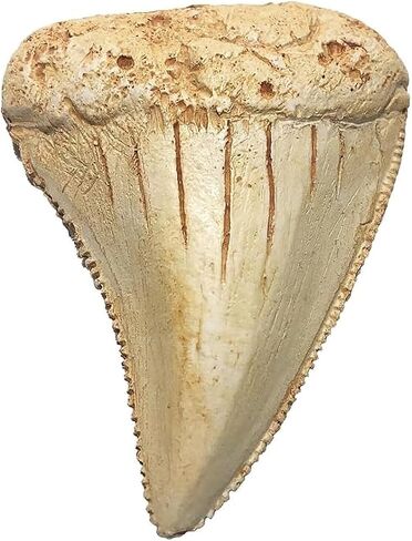 Great White Shark Tooth Replica 2.56 inch,Fake Shark Teeth Fossils Replica for Home Table Shelf Display Decor Shark Collection Gift (Great White Shark Tooth) in Kuwait
