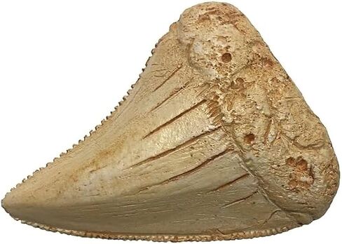 Great White Shark Tooth Replica 2.56 inch,Fake Shark Teeth Fossils Replica for Home Table Shelf Display Decor Shark Collection Gift (Great White Shark Tooth) in Kuwait