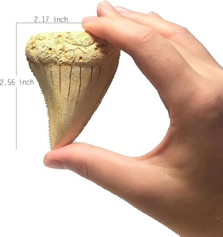 Great White Shark Tooth Replica 2.56 inch,Fake Shark Teeth Fossils Replica for Home Table Shelf Display Decor Shark Collection Gift (Great White Shark Tooth) in Kuwait