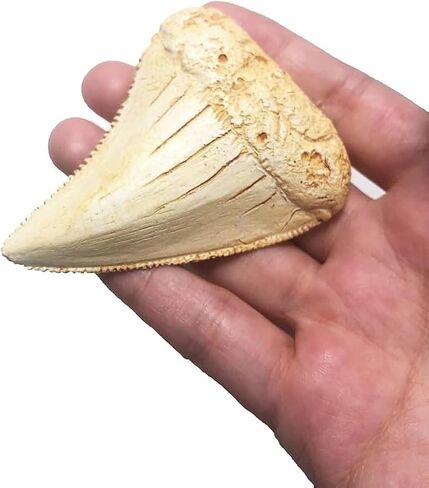 Great White Shark Tooth Replica 2.56 inch,Fake Shark Teeth Fossils Replica for Home Table Shelf Display Decor Shark Collection Gift (Great White Shark Tooth) in Kuwait