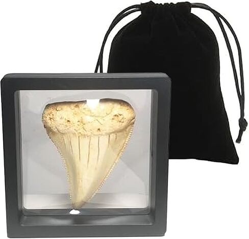 Great White Shark Tooth Replica 2.56 inch,Fake Shark Teeth Fossils Replica for Home Table Shelf Display Decor Shark Collection Gift (Great White Shark Tooth) in Kuwait