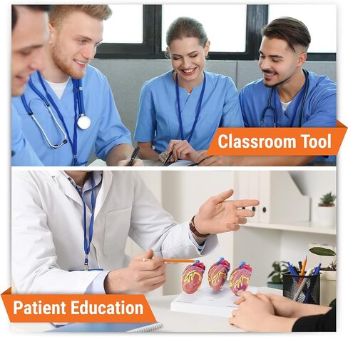GPI Anatomicals - مجموعة نموذج القلب المصغرة المكونة من 3 قطع ، نماذج القلب الطبيعية والمرضية لتعليم التشريح وتعليم علم وظائف الأعضاء ، نموذج علم التشريح لمكتب الطبيب والفصول الدراسية ، وموارد التعلم الطبي in Kuwait