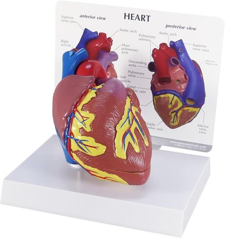 GPI Anatomicals - مجموعة نموذج القلب المصغرة المكونة من 3 قطع ، نماذج القلب الطبيعية والمرضية لتعليم التشريح وتعليم علم وظائف الأعضاء ، نموذج علم التشريح لمكتب الطبيب والفصول الدراسية ، وموارد التعلم الطبي in Kuwait
