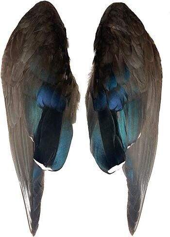 Complete Duck Wings per Pair (#1 Grade Gadwall Wings) in Kuwait