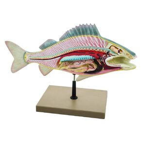 Eisco Labs Fish Dissection Model (Perch); Fish 19.5 inches Long in Kuwait