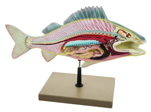Eisco Labs Fish Dissection Model (Perch); Fish 19.5 inches Long in Kuwait