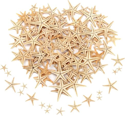 200 قطعة من نجم البحر الصغير، نجم البحر الصغير الأصفر المسطح مع صندوق بلاستيكي مستطيل، صدف نجم البحر الصغير المزخرف للشاطئ/الزفاف/الحرف اليدوية/الهدايا (0.4-1 بوصة) in Kuwait