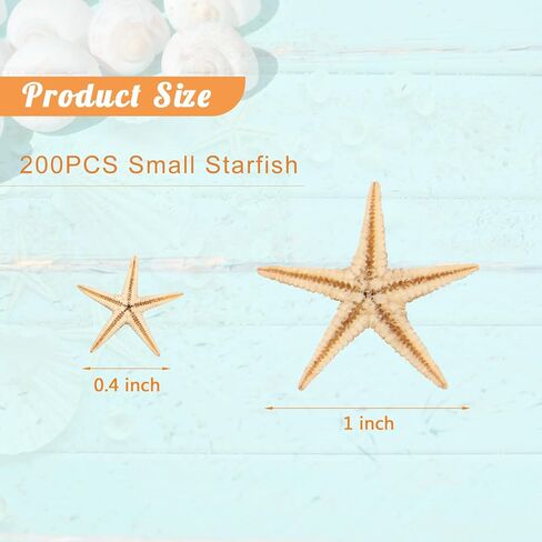 200 قطعة من نجم البحر الصغير، نجم البحر الصغير الأصفر المسطح مع صندوق بلاستيكي مستطيل، صدف نجم البحر الصغير المزخرف للشاطئ/الزفاف/الحرف اليدوية/الهدايا (0.4-1 بوصة) in Kuwait