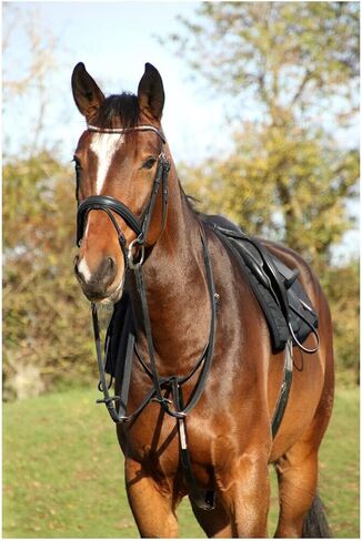 Hy Rosciano Leather Horse Martingale in Saudi Arabia