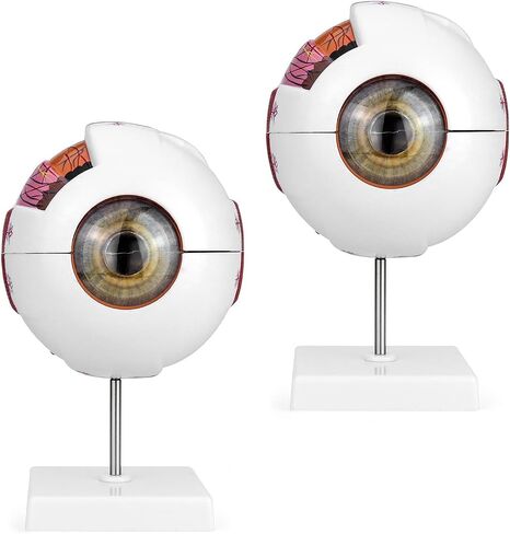 QWORK 6X Enlarged Human Eye Anatomy Model, 2 Pack Magnified Eyeball Model with Detachable Bracket, Anatomically Accurate Science Education Display Medical Teaching Education in Saudi Arabia