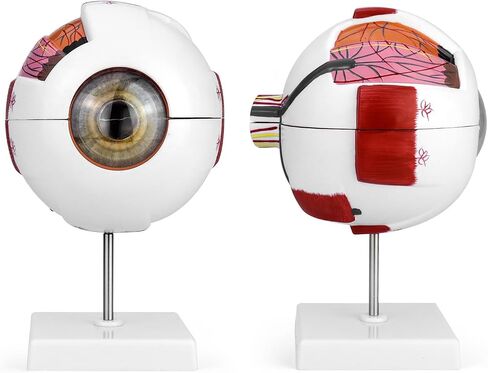 QWORK 6X Enlarged Human Eye Anatomy Model, 2 Pack Magnified Eyeball Model with Detachable Bracket, Anatomically Accurate Science Education Display Medical Teaching Education in Saudi Arabia