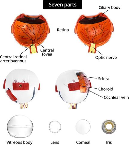 QWORK 6X Enlarged Human Eye Anatomy Model, 2 Pack Magnified Eyeball Model with Detachable Bracket, Anatomically Accurate Science Education Display Medical Teaching Education in Saudi Arabia