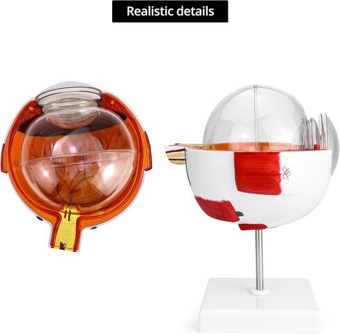 QWORK 6X Enlarged Human Eye Anatomy Model, 2 Pack Magnified Eyeball Model with Detachable Bracket, Anatomically Accurate Science Education Display Medical Teaching Education in Saudi Arabia